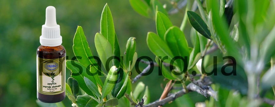 экстракт оливковых листьев