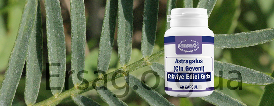 астрагал эрсаг