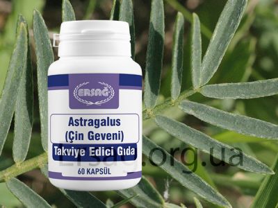 Астрагал - натуральна підтримка імунітету та енергії